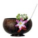 coconut cups