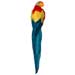 feather parrot