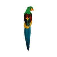 small feather parrot